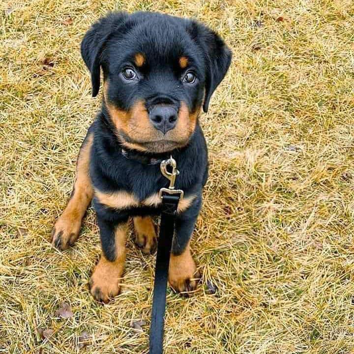 Rudy